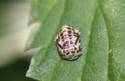 Réf. 346 899 : Anatis ocellata